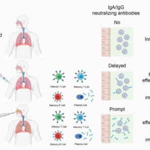 Vacina Intranasal Contra COVID-19 Mostra 100% de Eficácia em Testes com Camundongos