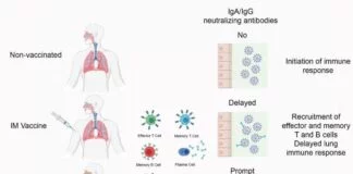 Vacina Intranasal Contra COVID-19 Mostra 100% de Eficácia em Testes com Camundongos Vacina Intranasal Contra COVID-19 Mostra 100% de Eficácia em Testes com Camundongos