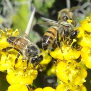 Estudo detalha ação antitumoral de substância presente no própolis verde