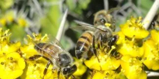 Estudo detalha ação antitumoral de substância presente no própolis verde Estudo detalha ação antitumoral de substância presente no própolis verde