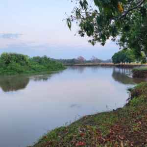 O grito silencioso da natureza