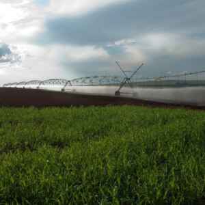 BNDES Oferece Um Impulso ao Setor Agropecuário