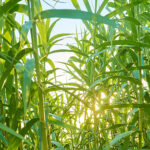 Agro continuará com papel importante na produção das energias do futuro