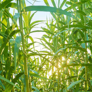 Agro continuará com papel importante na produção das energias do futuro