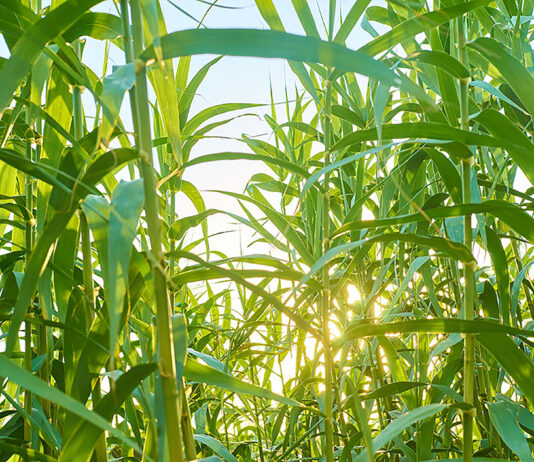 A Expectativa Da Pesquisa E Que As Refinarias Do Futuro Utilizem Materiais Primas Renovaveis Como A Cana De Acucar