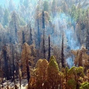 Como ajudar a salvar as plantas da extinção