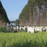 Sistemas ILPF mitigam emissão de gases de efeito estufa no bioma Amazônia