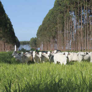 Sistemas ILPF mitigam emissão de gases de efeito estufa no bioma Amazônia