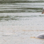 Golfinhos de rio: uma espécie em perigo