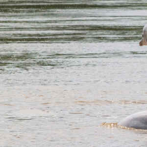 Golfinhos de rio: uma espécie em perigo
