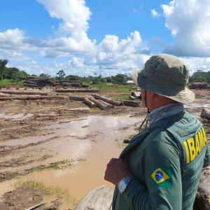 Brasil perde 15% de florestas naturais em quase 40 anos homem olhando a paisagem