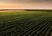 A Atividade El Niño e a Proteção da Lavoura no Norte e Nordeste