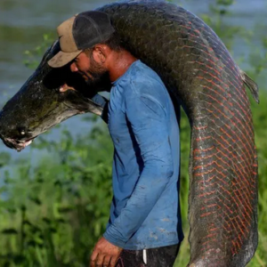 Pirarucu: ameaça e oportunidade em rios da Amazônia