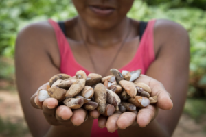 Screenshot-2024-01-03-at-11-26-33-unnamed-30-scaled.jpg-imagem-WEBP-2560-×-1707-pixels-Redimensionada-36-300x200 Quebradeiras de babaçu melhoram produção, mas convivem com ameaças