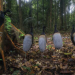 Fotos de Vida Selvagem 2023