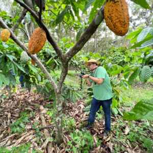 Inteligência Artificial no Combate a Pragas e Doenças do Cacau