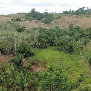 Plantação de árvores nativas da Amazônia recupera áreas de preservação permanente no Sudeste do Pará