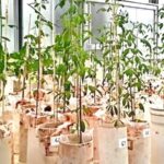 A Crotalária-da-canga: Uma Alternativa Sustentável para a Recuperação de Áreas Mineradas na Amazônia