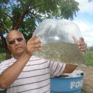 Combate ao Aedes aegypti com o Peixe barrigudinho