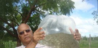 Combate ao Aedes aegypti com o Peixe barrigudinho Combate ao Aedes aegypti com o Peixe barrigudinho