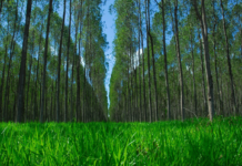 Avanço Sustentável no Brasil com o Programa Nacional de Conversão de Pastagens Degradadas