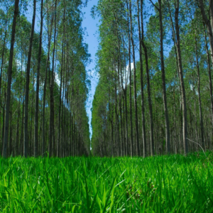 Avanço Sustentável no Brasil com o Programa Nacional de Conversão de Pastagens Degradadas