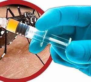 Dengue, zika e chikungunya precisam ser controladas de forma integrada