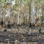 Desmatamento na Amazônia Sofreu Uma Queda Significativa em 2023