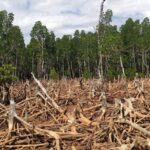 Repensando o Progresso e Uma Perspectiva Além do PIB