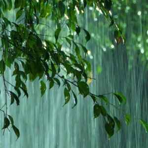 Mais Chuva, Menos Secas: O Impacto da Florestação Direcionada nas Mudanças Climáticas