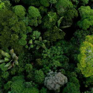 Reflorestamento: A startup re.green e o BNDES