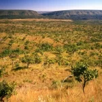 Pesquisa Indica Diretrizes para Ampliar o Êxito em Projetos de Restauração do Cerrado