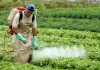 Especialista alerta: agrotóxicos atingem mais quem já vive vulnerável
