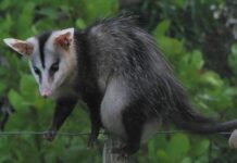 Encontrado em 2021 no Parque Bosque dos Jequitibás, região central de Campinas, o corpo de uma fêmea de gambá-de-orelha-branca