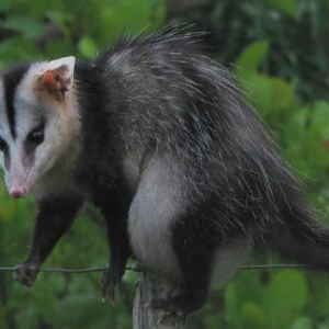 Caso raro de gambá com raiva indica circulação do vírus em áreas urbanas Encontrado em 2021 no Parque Bosque dos Jequitibás, região central de Campinas, o corpo de uma fêmea de gambá-de-orelha-branca