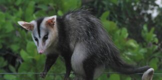 Encontrado em 2021 no Parque Bosque dos Jequitibás, região central de Campinas, o corpo de uma fêmea de gambá-de-orelha-branca