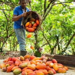 Embrapa aprimora a produção de cacau nativo da Amazônia