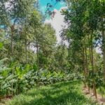 Impacto Positivo dos Sistemas Agroflorestais na Regulação do Microclima