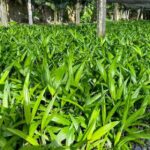 Emater impulsiona a produção de açaí em Inhangapi