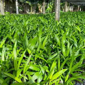 Emater impulsiona a produção de açaí em Inhangapi