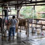 Cooperativas de Agricultura Familiar Recebem Crédito Especial