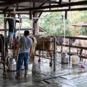 Cooperativas de Agricultura Familiar Recebem Crédito Especial