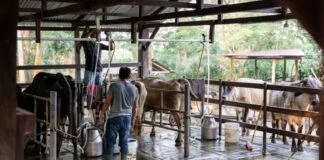 Cooperativas de Agricultura Familiar Recebem Crédito Especial Cooperativas de Agricultura Familiar Recebem Crédito Especial
