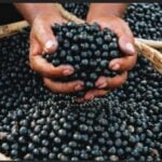 Complexidades na Amazônia e desafios da Bioeconomia