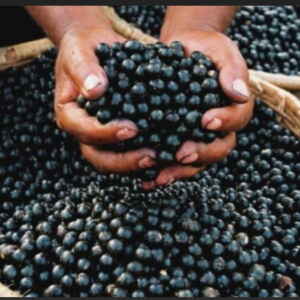 Complexidades na Amazônia e desafios da Bioeconomia