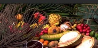 Tokenização impulsiona a agricultura familiar na Amazônia Tokenização impulsiona a agricultura familiar na Amazônia