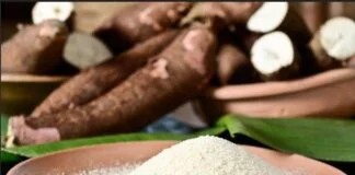 Mandioca: O Legado Indígena da Amazônia que Conquistou o Mundo Acessível e nutritiva, a mandioca tem uma data no calendário gastronômico: 22 de abril
