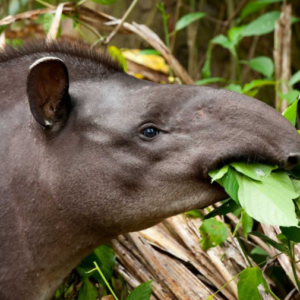 Estudo revela impacto da perda de grandes herbívoros nas interações entre plantas e seus inimigos naturais