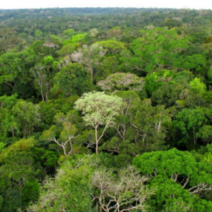 A Importância dos Serviços Ecossistêmicos das Florestas Tropicais