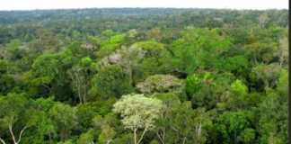 A Importância dos Serviços Ecossistêmicos das Florestas Tropicais A Importância dos Serviços Ecossistêmicos das Florestas Tropicais